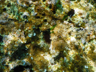 underwater view of the seabed