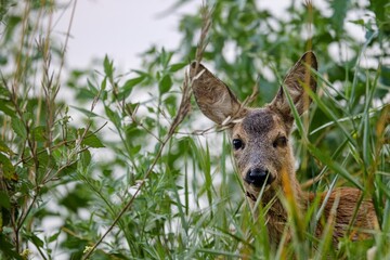 Young Roe Deer Hidden in Summer Vegetation Close-up
