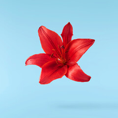 Beautiful fresh Red Lily falling in the air isolated on blue background.