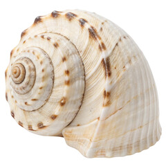 Closeup of a seashell isolated on transparent background  
