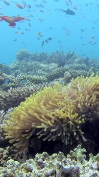 Dive into the serene waters of the Maldives! A bright clownfish playfully dances around a glowing purple sea anemone, creating a captivating display of aquatic life.