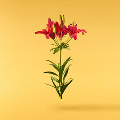 Beautiful fresh Red Lily with green leaves falling in the air isolated on yellow background.