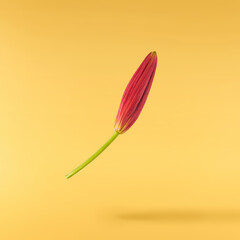 Beautiful fresh Red Lily falling in the air isolated on yellow background.