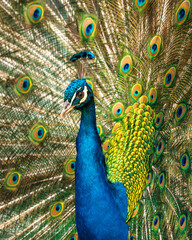 Peacock with feathers out. Closeup of peacock