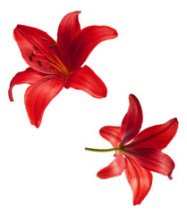 Beautiful fresh Red Lily falling in the air isolated on white background.