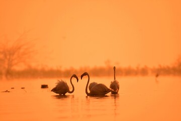 Early morning with the Greater Flamingoes. Wild water birds. Morning magic time