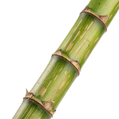 Closeup of bamboo stem texture isolated on transparent background  
