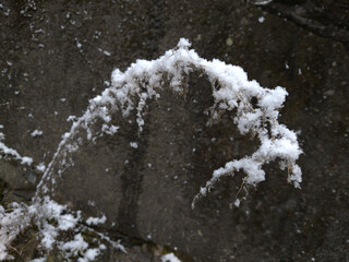 snow and plants in Oboke canyon 2