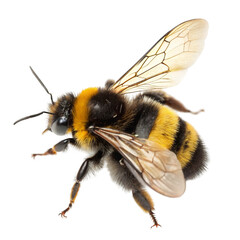 Bumblebee with wings spread out isolated on transparent background  
