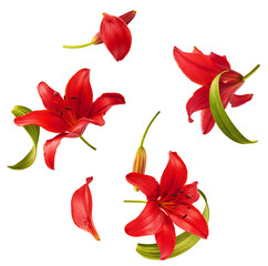 Beautiful fresh Red Lily with green leaves falling in the air isolated on white background.