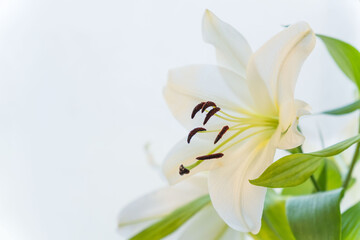Obraz premium 白い百合の花を早朝に室内撮影01