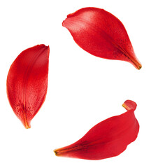 Beautiful fresh Red Lily petals  falling in the air isolated on white background.