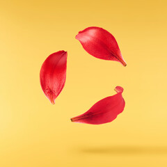 Beautiful fresh Red Lily petals  falling in the air isolated on yellow background.