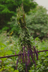 Bouquet of meadow clary hanging and drying outdoor in the garden. Concept of herbal medicine,...