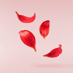 Beautiful fresh Red Lily petals  falling in the air isolated on pink background.