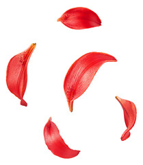 Beautiful fresh Red Lily petals  falling in the air isolated on white background.