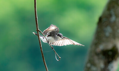 Kingbird Spreading its Wings for Flight 
