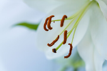 白い百合の花を早朝に室内撮影05