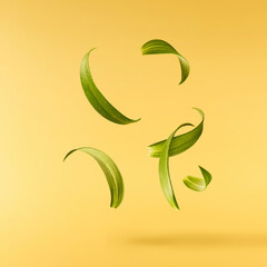 Beautiful fresh Green leaves of the Lily plant falling in the air isolated on white background.