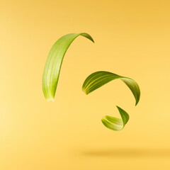 Fresh green rosemary herb falling in the air isolates on yellow background