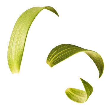 Beautiful fresh Green leaves of the Lily plant falling in the air isolated on white background.