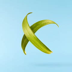 Beautiful fresh Green leaves of the Lily plant falling in the air isolated on blue background.