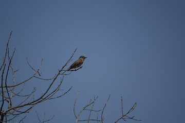 the spotted flycatcher (Muscicapa striata)