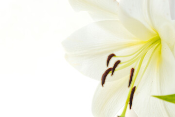 白い百合の花を昼に室内撮影27