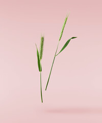 Fresh green rosemary herb falling in the air isolates on yellow background