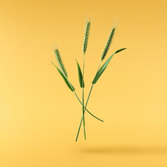 Fresh green wheat ear falling in the air isolated on yellow background