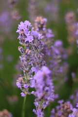 Obraz premium bee on lavender