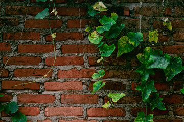 Old Brick Wall with Green Vines - Rustic Background
