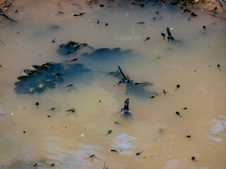 Kaulquappen in einem Tümpel im Wald