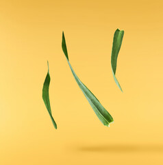 Fresh green wheat leaf falling in the air isolated on yellow background