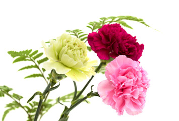Carnation flowers from Equador, in unusual colors