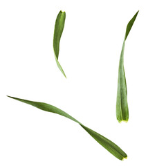 Fresh green wheat leaf falling in the air isolated on white background