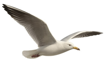 Elegant white seagull flying with outstretched wings, transparent background, ideal for graphic design and digital artwork