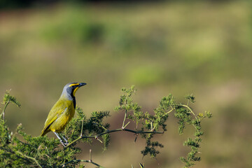 A vibrant Bokmakierie (Telophorus zeylonus) perches gracefully on a sweet thorn acacia branch near Gqeberha (Port Elizabeth), Eastern Cape, South Africa. A stunning glimpse of African birdlife.