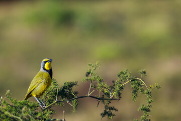 A vibrant Bokmakierie (Telophorus zeylonus) perches gracefully on a sweet thorn acacia branch near Gqeberha (Port Elizabeth), Eastern Cape, South Africa. A stunning glimpse of African birdlife.