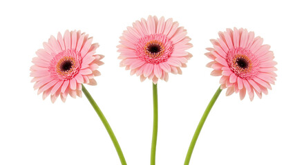 Pink Flowers on White Background Delicate Gerbera Arrangement