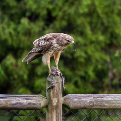 A Red-shouldered Hawk feasting on its unidentified prey.