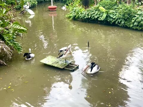 Beautiful Australian pelicans playing and swimming freely in a lake in the morning. Healthy pelicans in Indonesia's tropical climate.