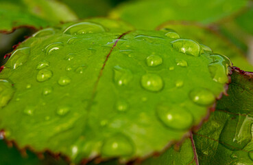 Fototapeta premium Green leaf covered with drops of water