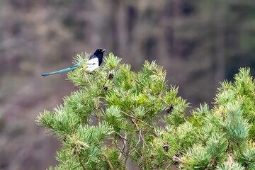 magpie perching on aconiferous tree