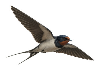 Obraz premium Swallow soaring with wings fully extended against a transparent background, showcasing its elegant flight and distinctive markings