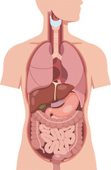 Human torso anatomy illustration showing internal organs, including lungs, heart, liver, stomach, and intestines.