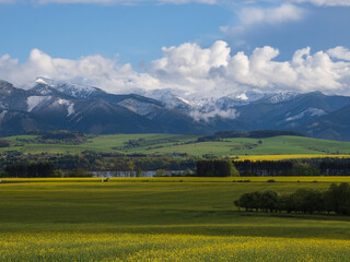 Obraz premium Mountain landscape. A field of blooming rapeseed in the foreground.