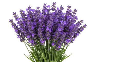 Obraz premium Lavender Flower Bouquet Isolated on White Background
