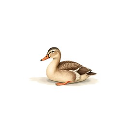 Obraz premium Female Common Duck Watercolor Drawing Isolated on White Background