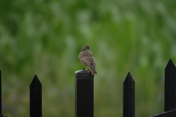 Szary wróbel siedzący tyłem na ogrodzeniu posesji © tomo81